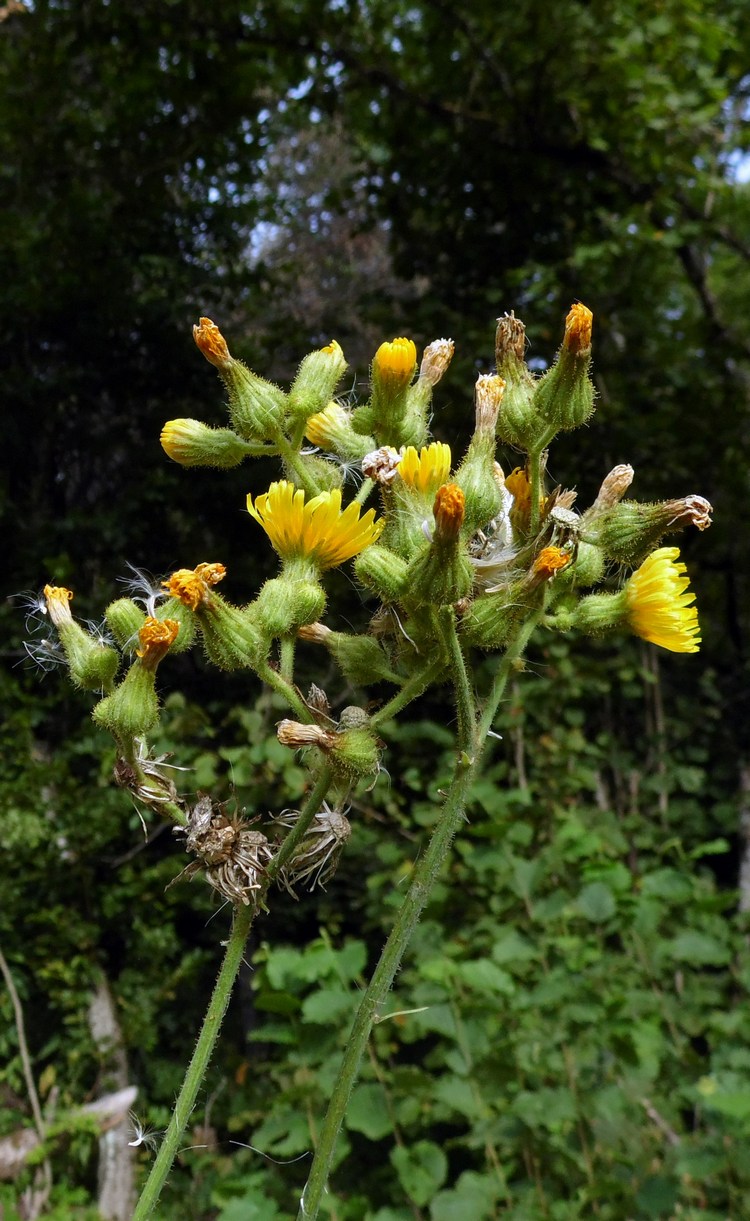 Изображение особи Sonchus palustris.