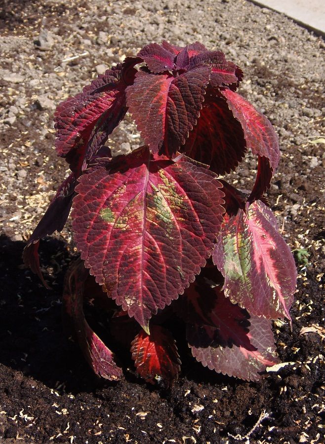 Image of Coleus scutellarioides specimen.