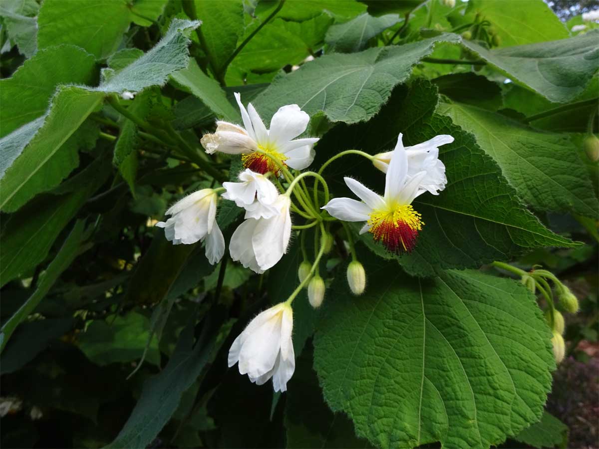 Image of Sparmannia africana specimen.