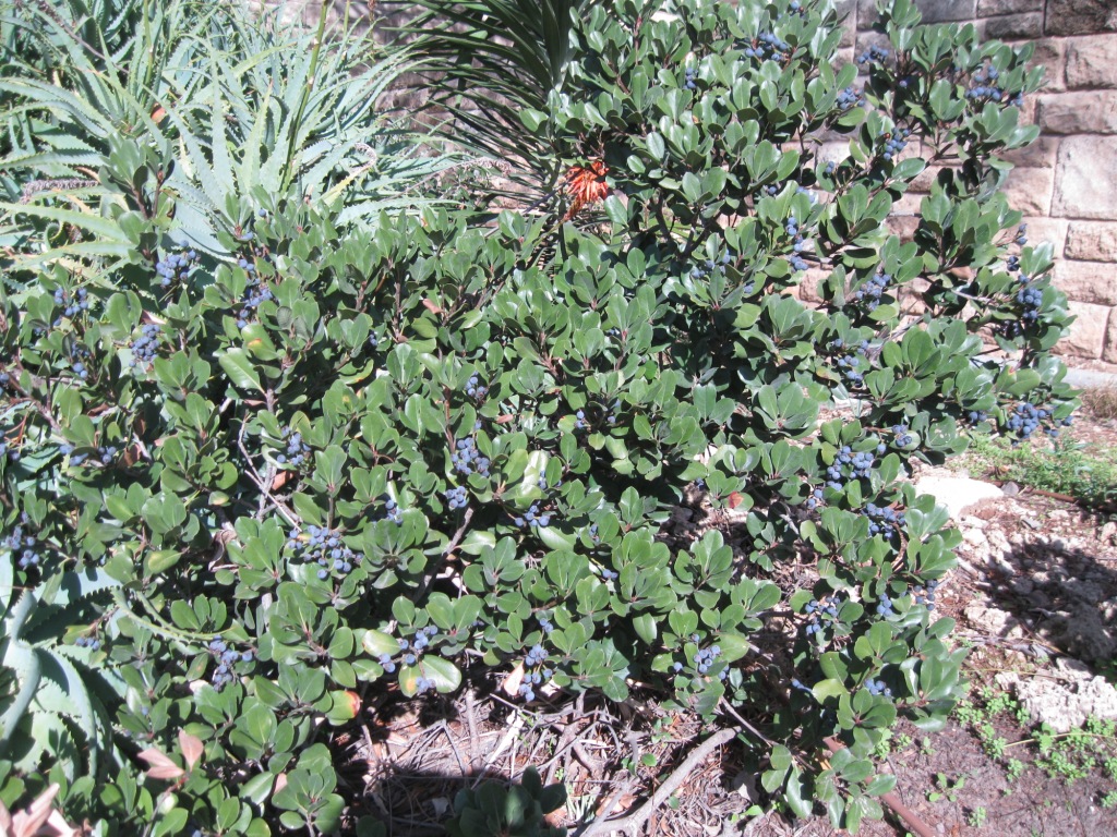 Image of Rhaphiolepis umbellata specimen.