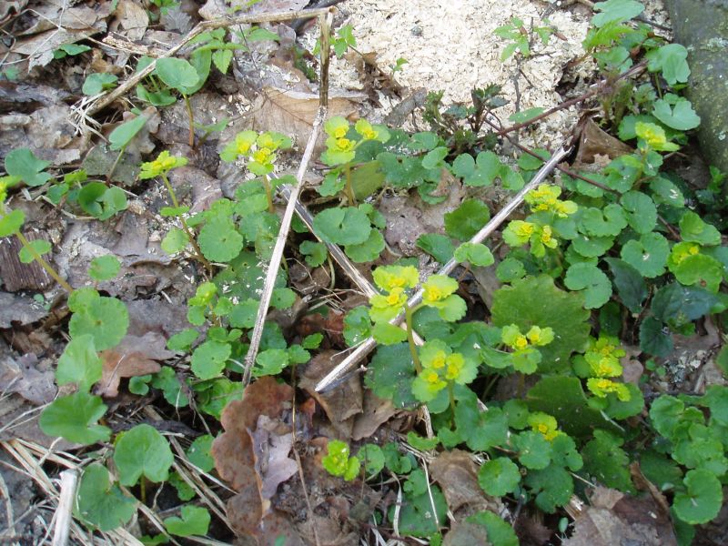 Image of Chrysosplenium alternifolium specimen.