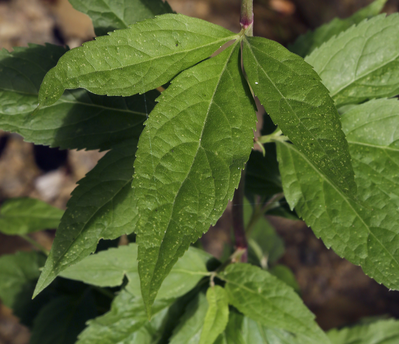 Изображение особи Eupatorium cannabinum.