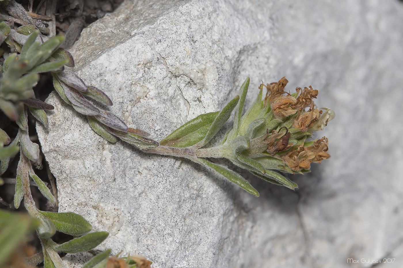 Изображение особи Teucrium jailae.