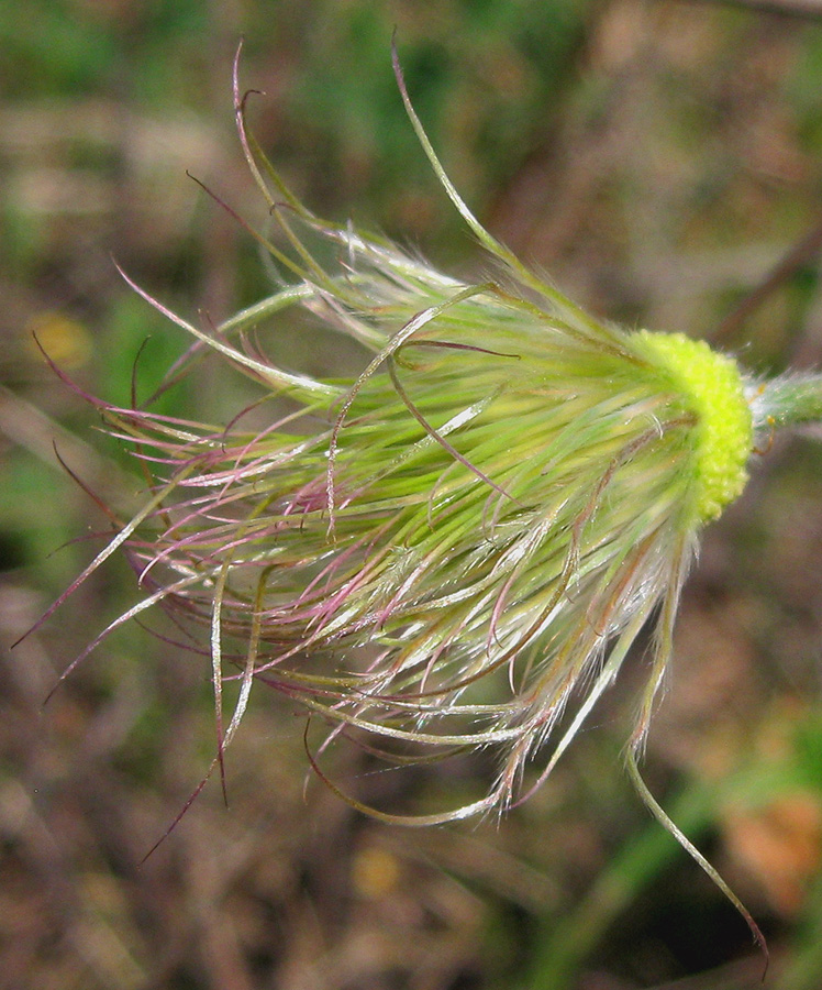 Изображение особи Pulsatilla patens.