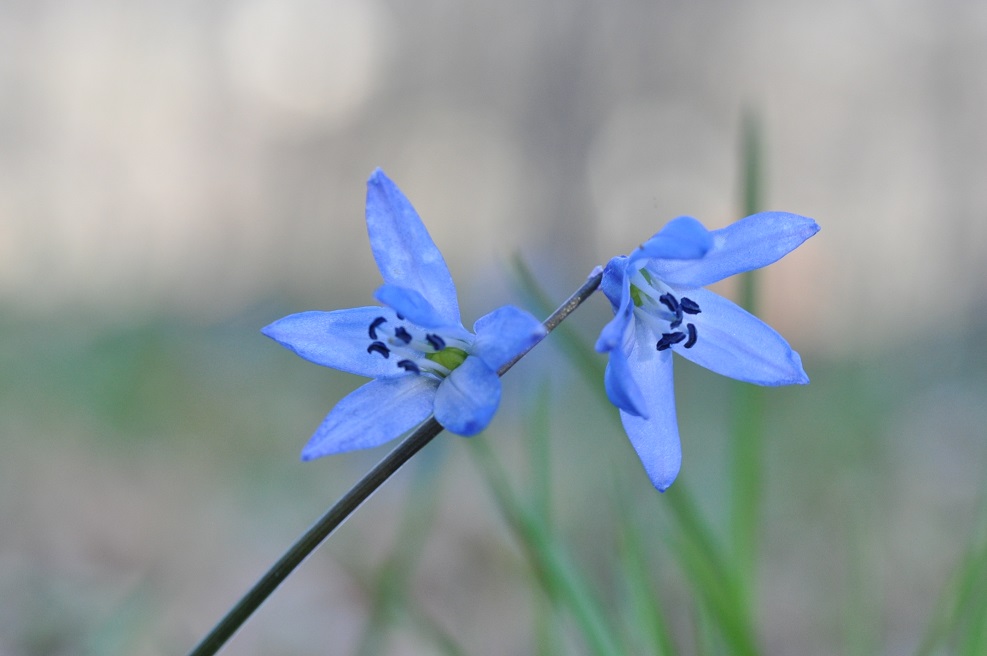 Изображение особи Scilla siberica.