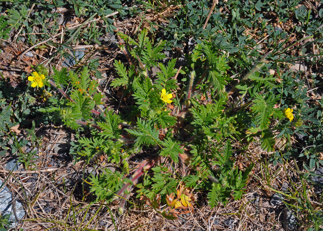 Изображение особи Potentilla conferta.