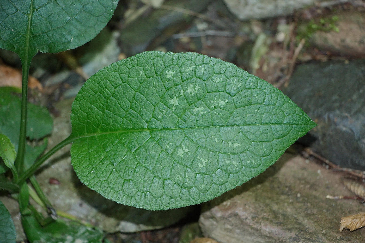 Изображение особи Trachystemon orientalis.