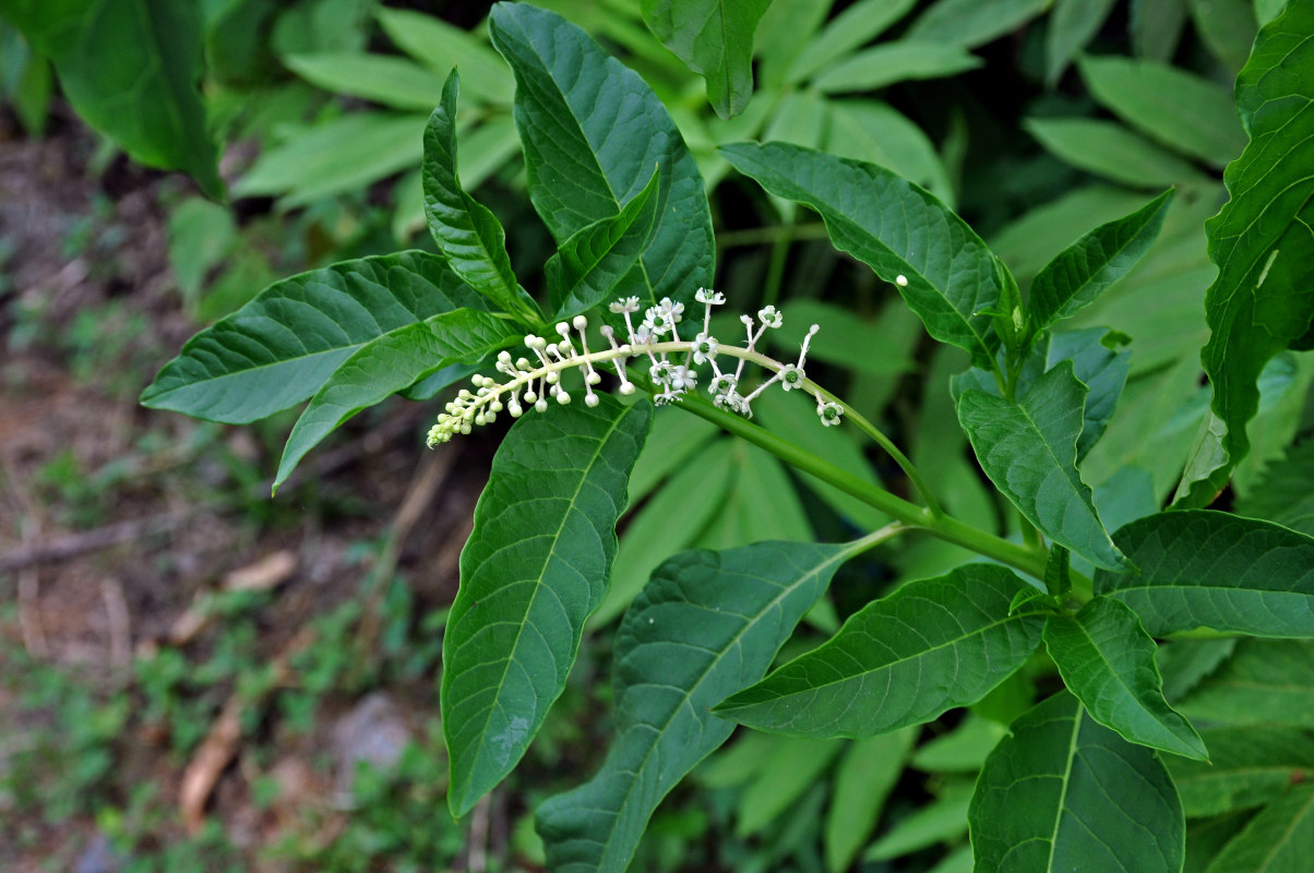 Image of Phytolacca americana specimen.