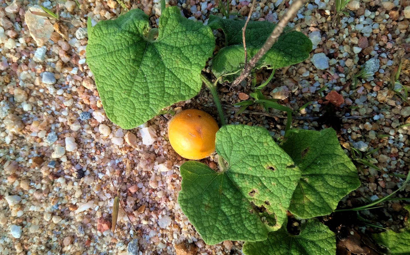 Image of familia Cucurbitaceae specimen.