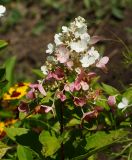 Hydrangea paniculata