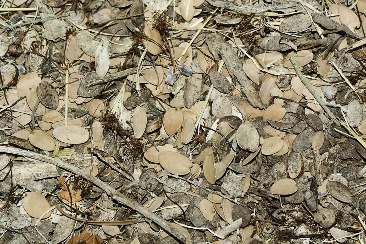 Image of Melaleuca elliptica specimen.