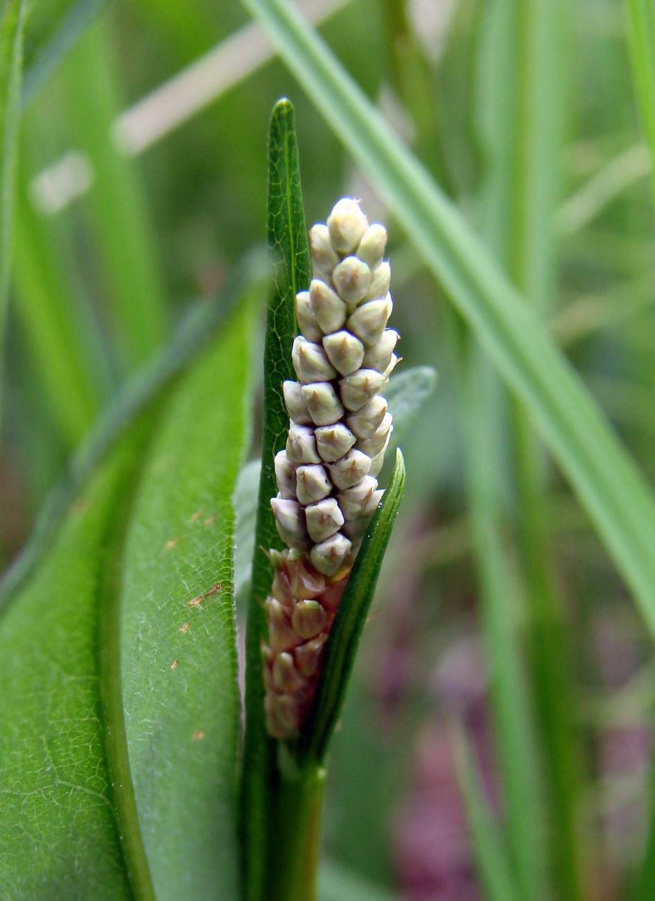 Image of Bistorta vivipara specimen.