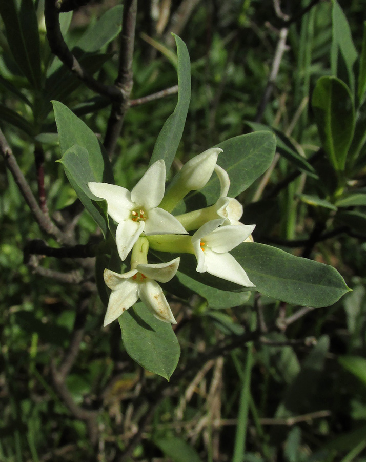 Image of Daphne taurica specimen.