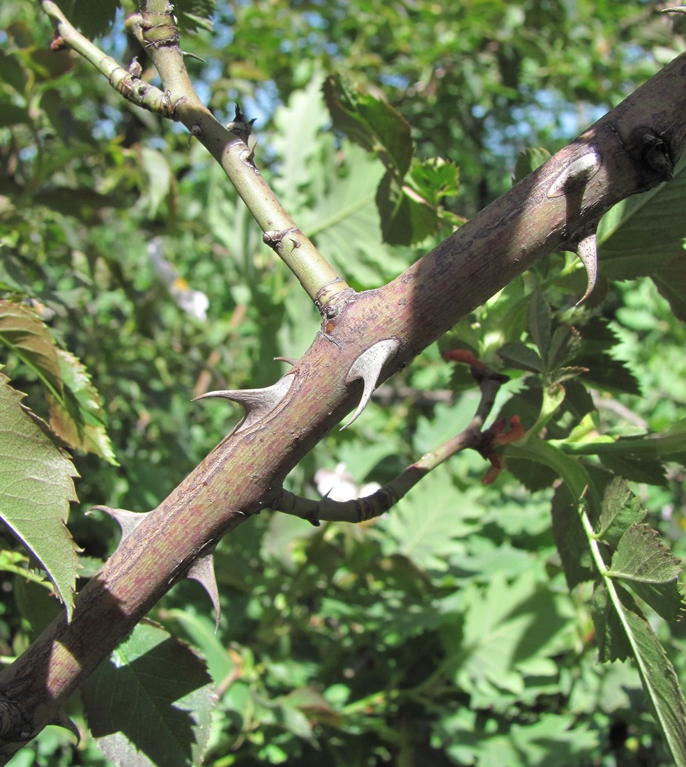 Image of genus Rosa specimen.