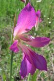 Gladiolus italicus. Цветок. Крым, Байдарская долина. 26 мая 2010 г.