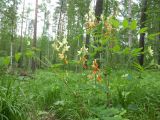 Lathyrus gmelinii