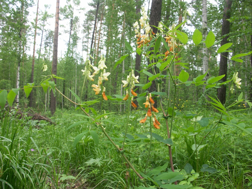 Image of Lathyrus gmelinii specimen.