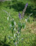 Buddleja davidii