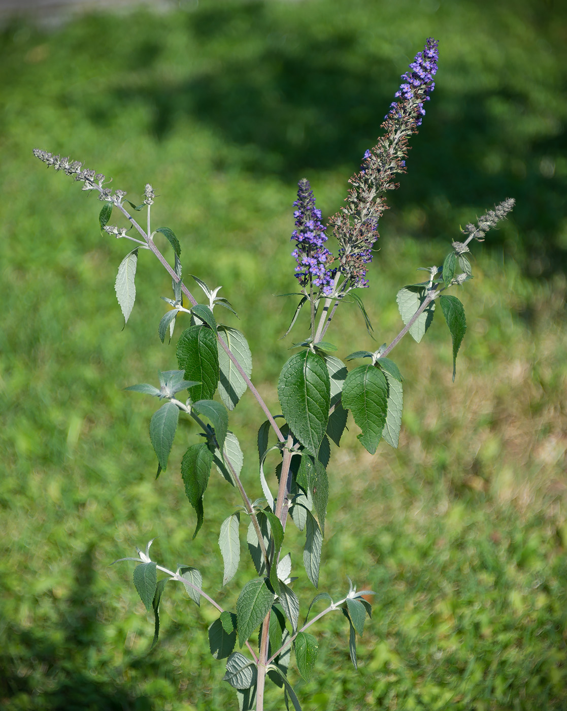 Image of Buddleja davidii specimen.