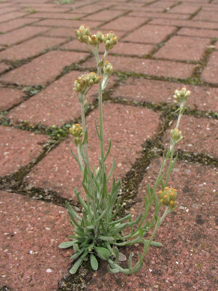 Image of Laphangium luteoalbum specimen.