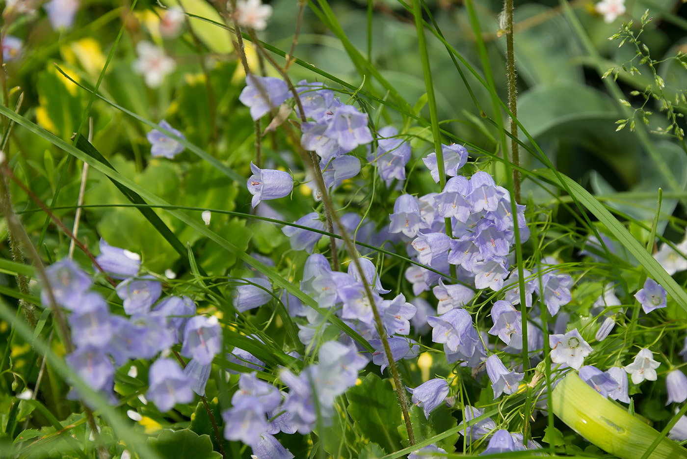 Image of Campanula cochleariifolia specimen.