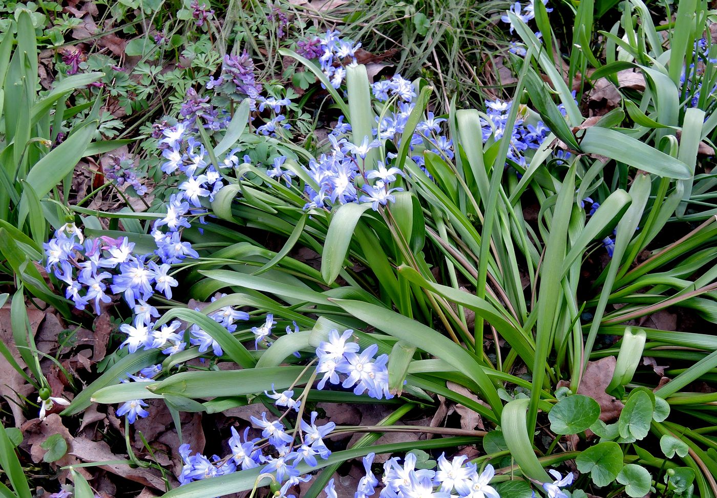 Изображение особи Chionodoxa forbesii.