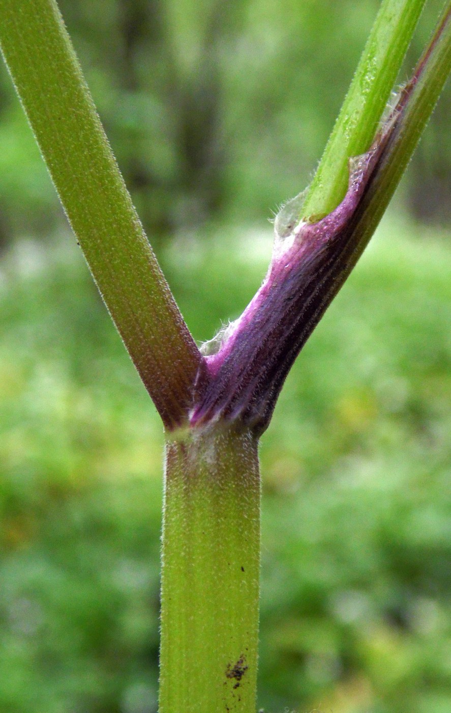 Image of Anthriscus schmalhausenii specimen.