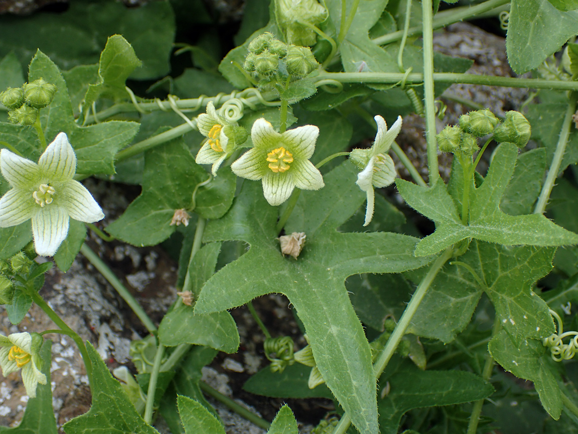 Image of Bryonia cretica specimen.