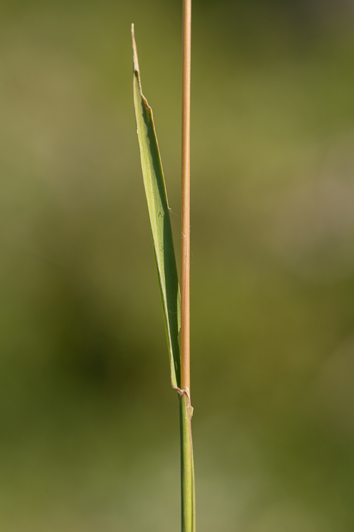 Изображение особи род Phleum.