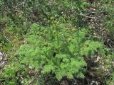 Prangos ferulacea. Зацветающее растение. Дагестан, окр. г. Дербент, гора Ачигсырт, опушка леса. 23.04.2019.