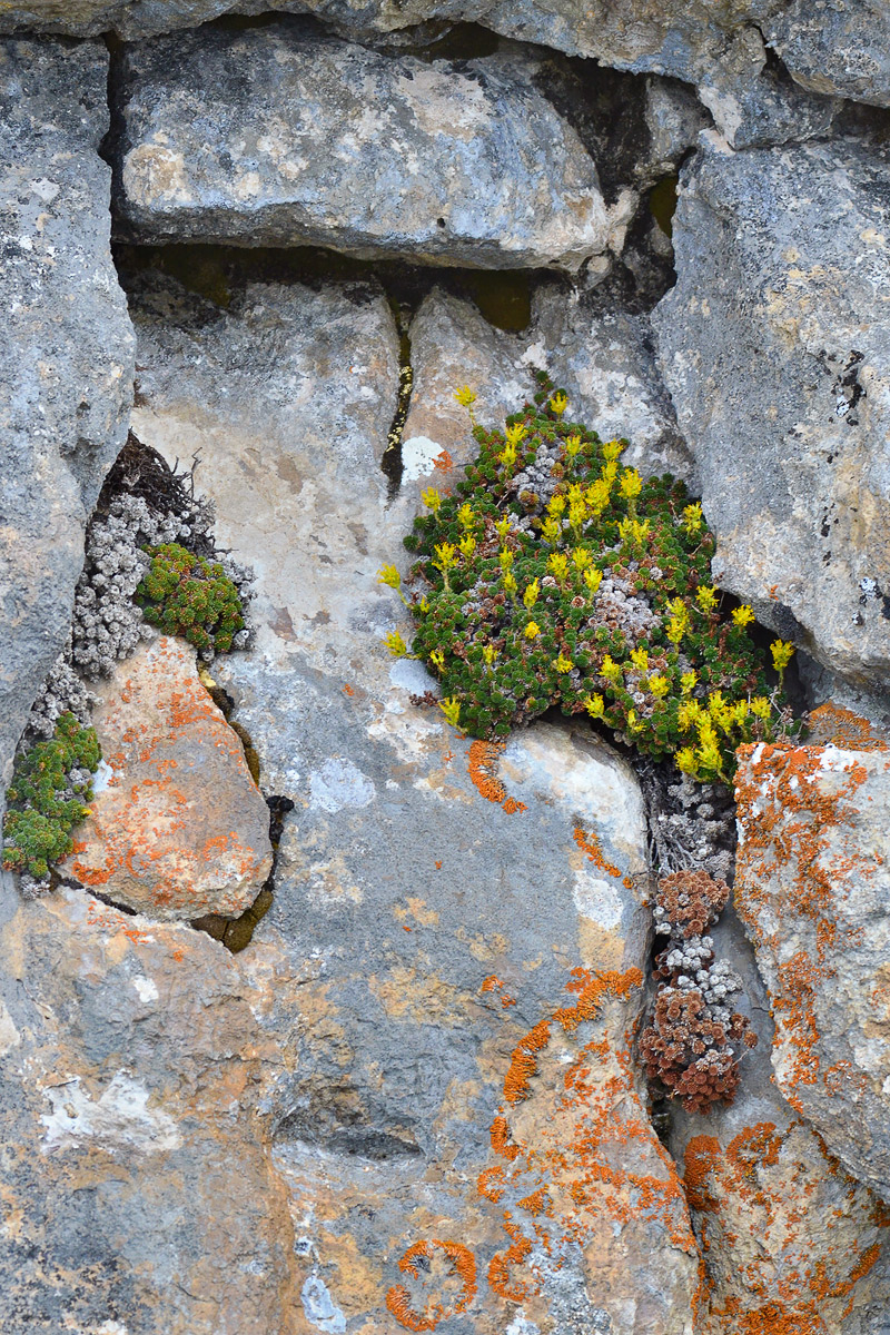 Изображение особи Saxifraga unifoveolata.