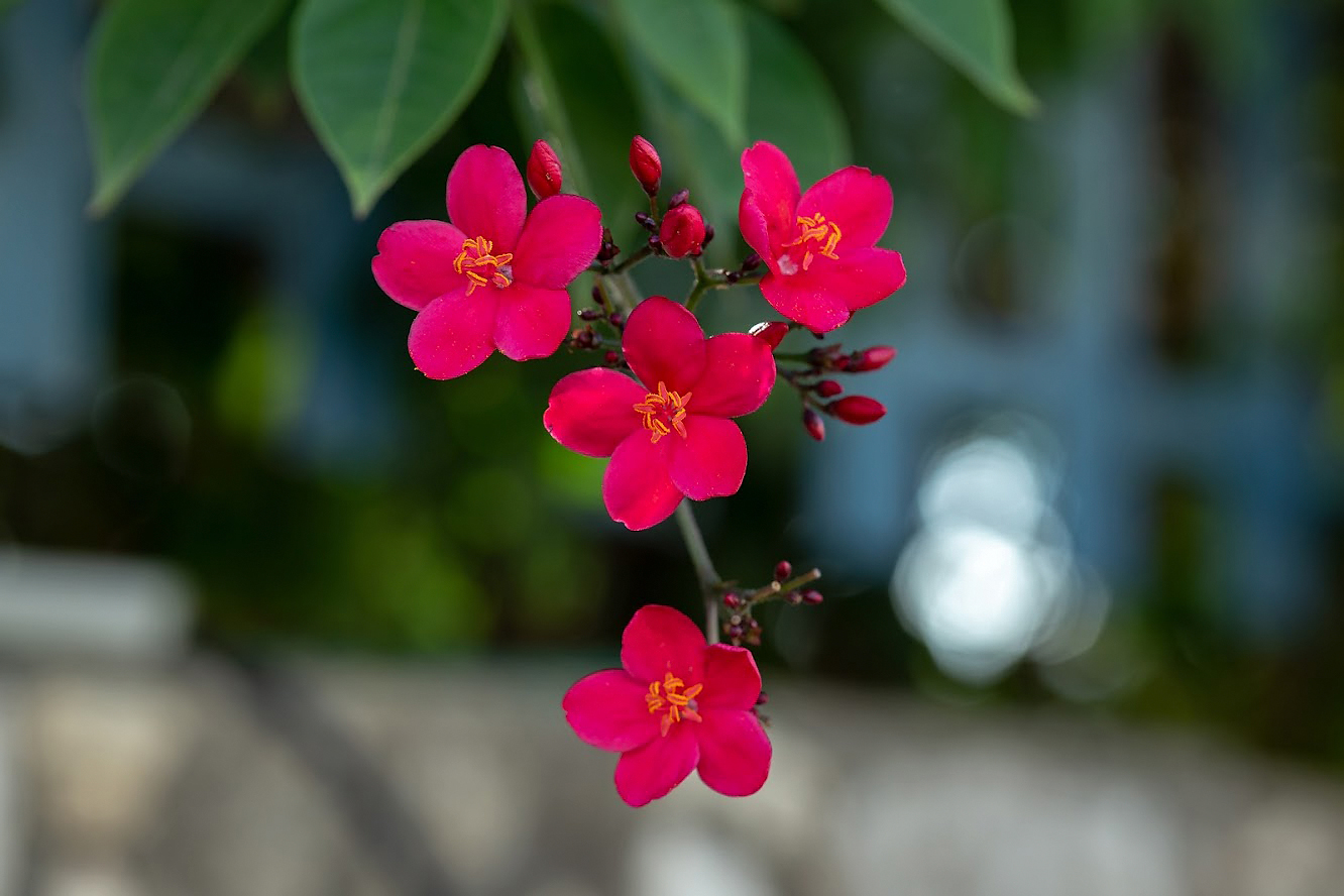 Image of Jatropha integerrima specimen.