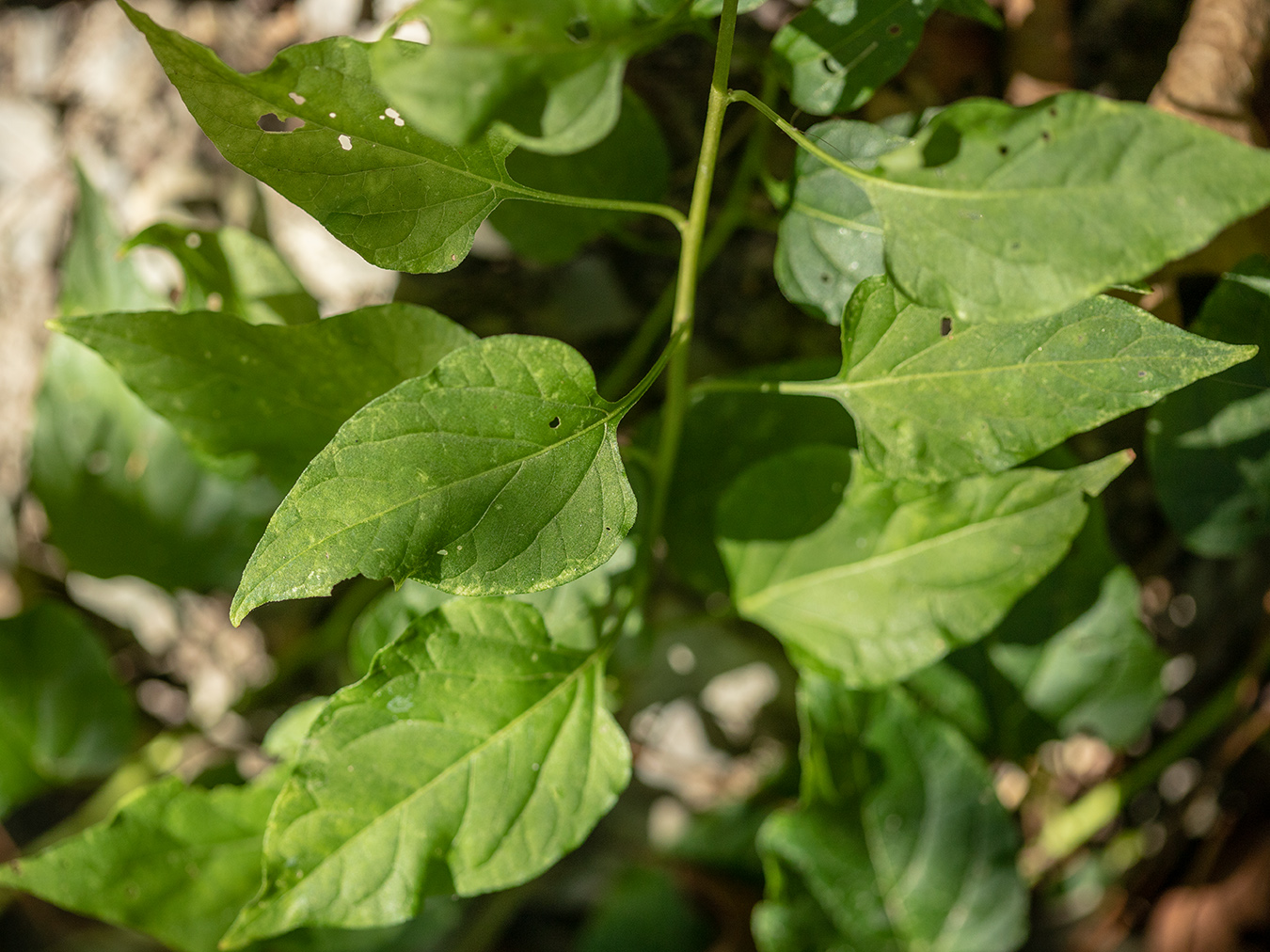 Image of Solanum pseudopersicum specimen.