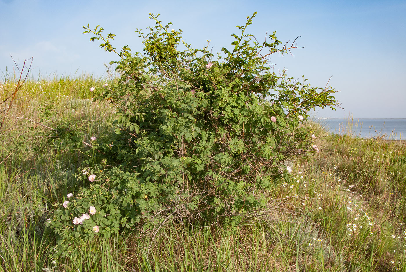 Image of Rosa corymbifera specimen.