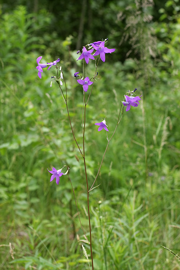 Image of Campanula patula specimen.