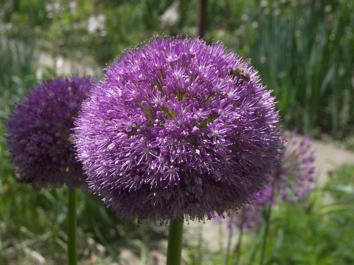 Изображение особи Allium giganteum.