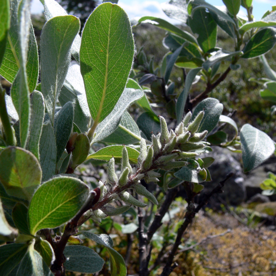 Изображение особи Salix glauca.