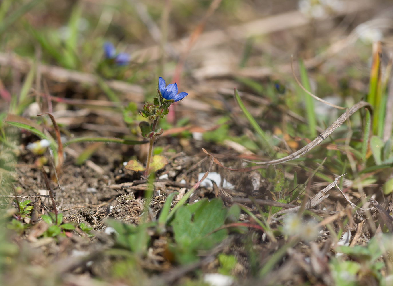 Изображение особи Veronica triphyllos.