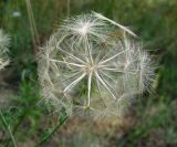 Tragopogon ucrainicus. Соплодие. Украина, Черкасская обл., Каневский р-н, Региональный ландшафтный парк \"Трахтемиров\", восстановленный степной участок. 3 июля 2010 г.