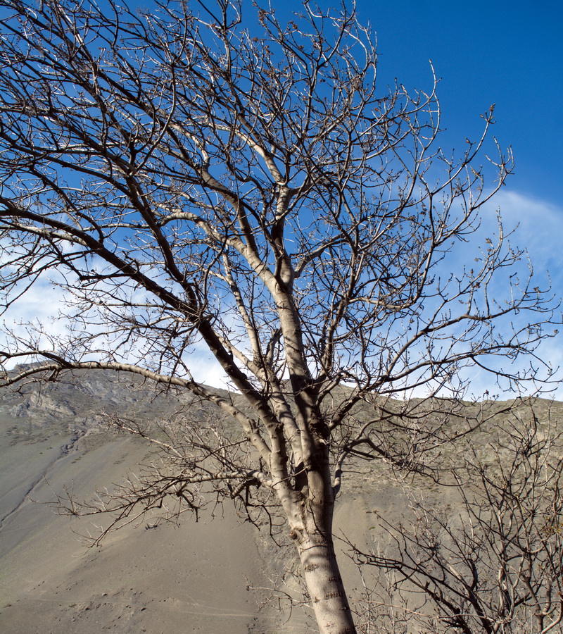 Изображение особи род Fraxinus.