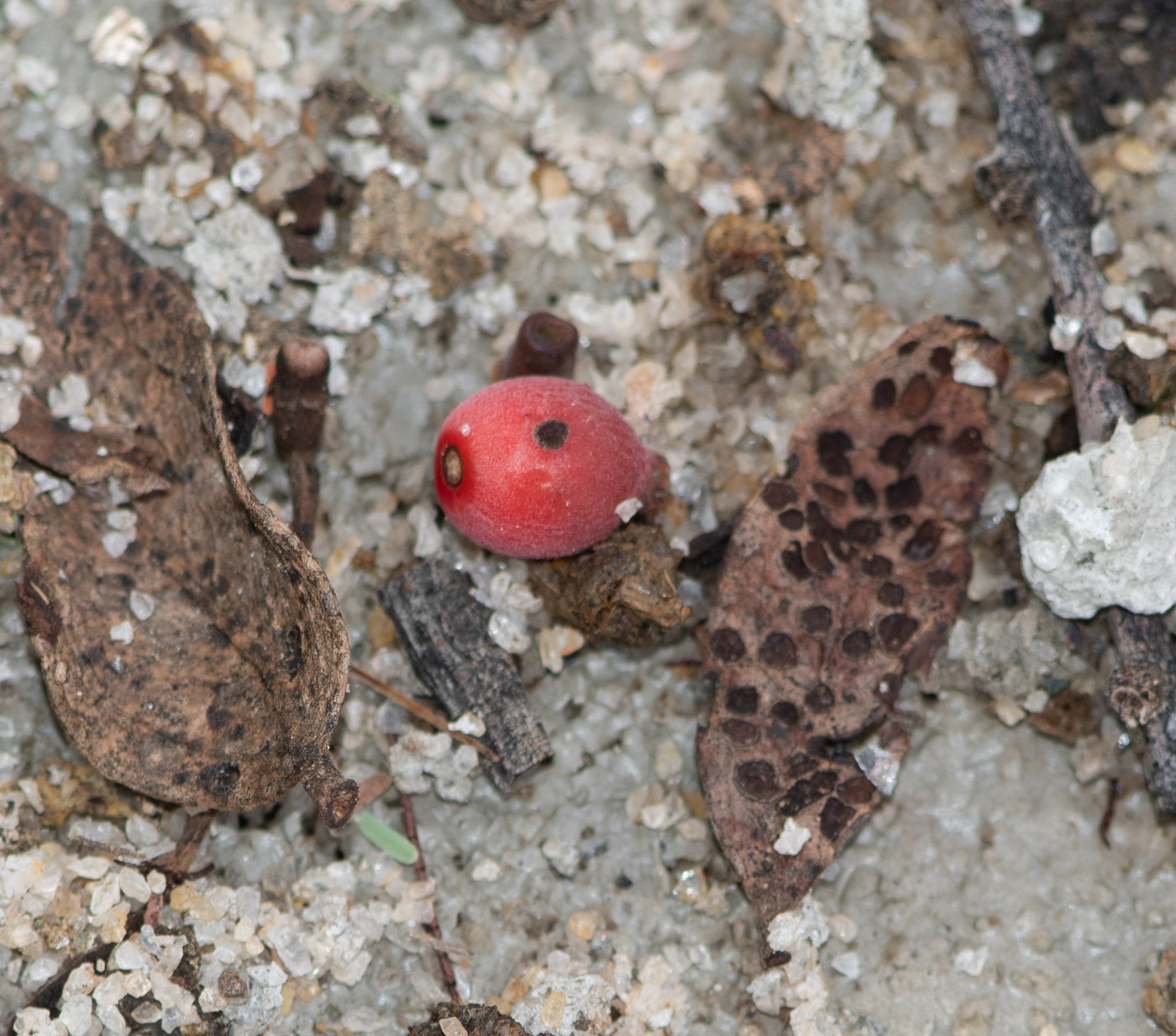 Image of Plicosepalus kalachariensis specimen.