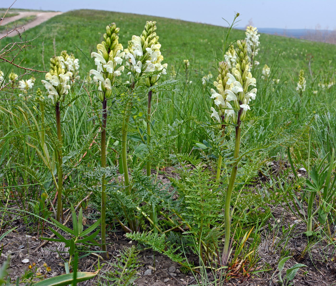 Image of Pedicularis sibirica specimen.