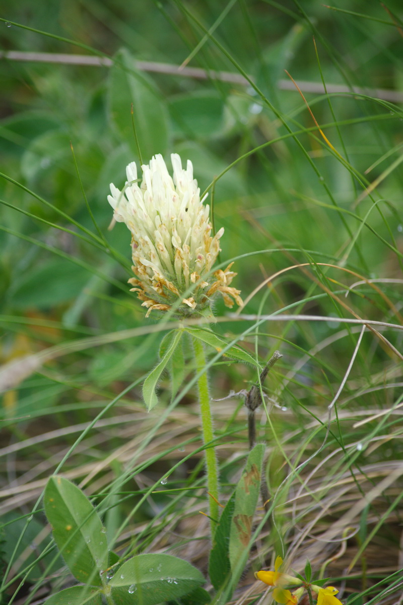 Изображение особи Trifolium caucasicum.