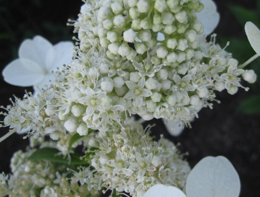 Image of Hydrangea paniculata specimen.