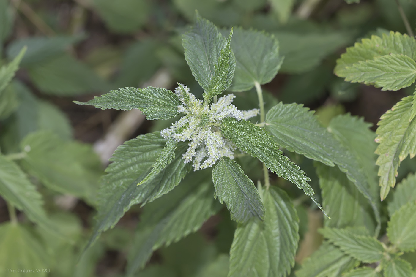 Image of Urtica dioica specimen.