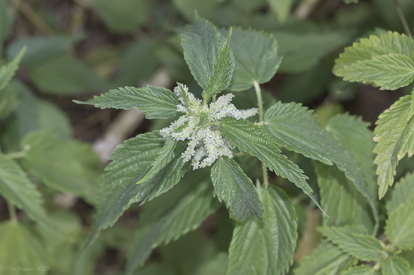 Image of Urtica dioica specimen.