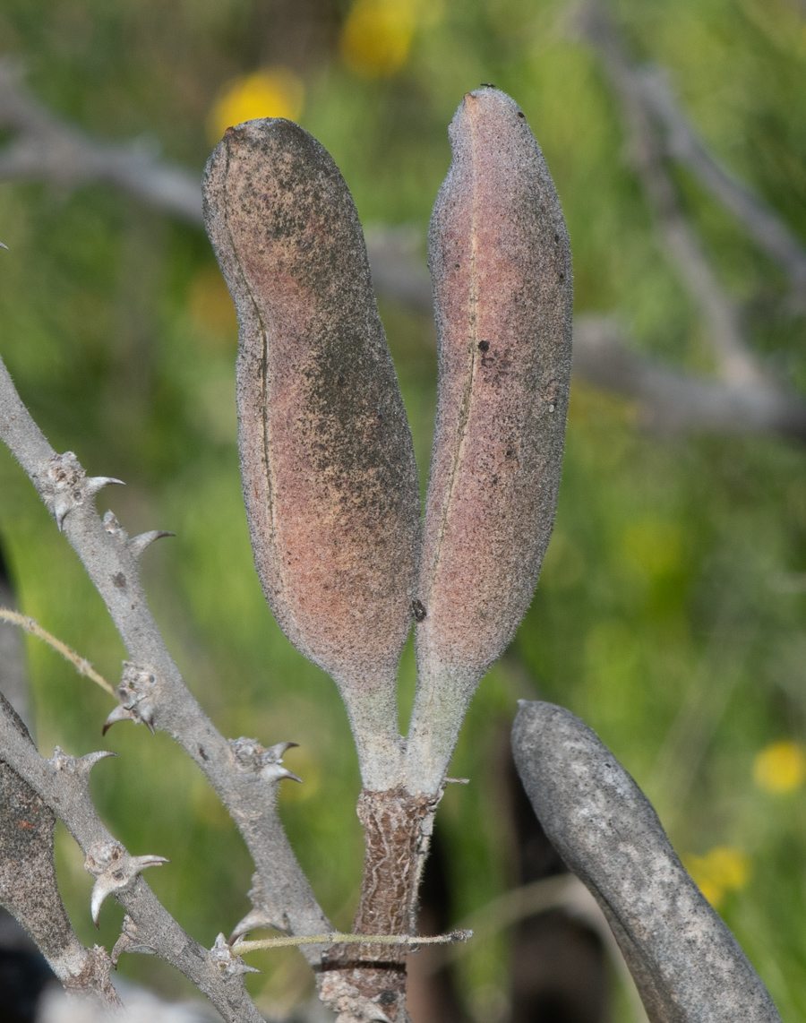 Image of Vachellia hebeclada specimen.