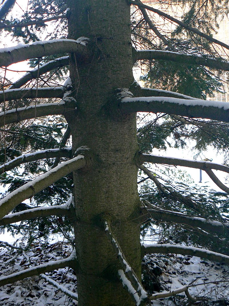 Image of Abies nephrolepis specimen.