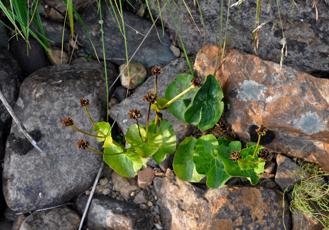 Изображение особи Caltha palustris.