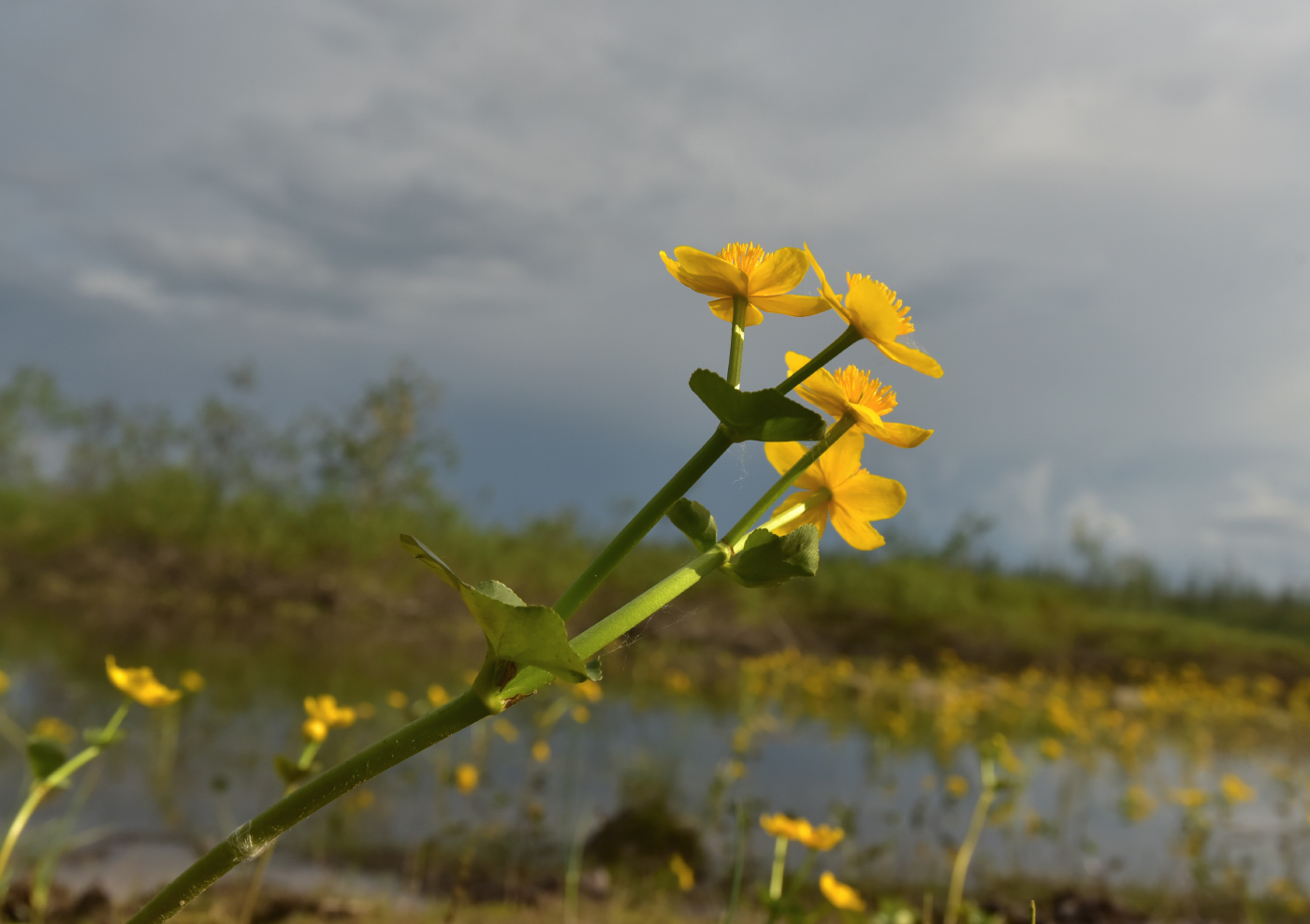 Image of genus Caltha specimen.
